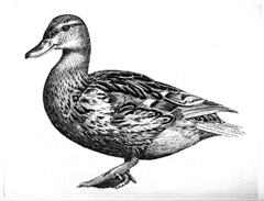 eend kopie
