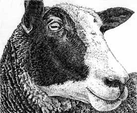 zwartblesschaap